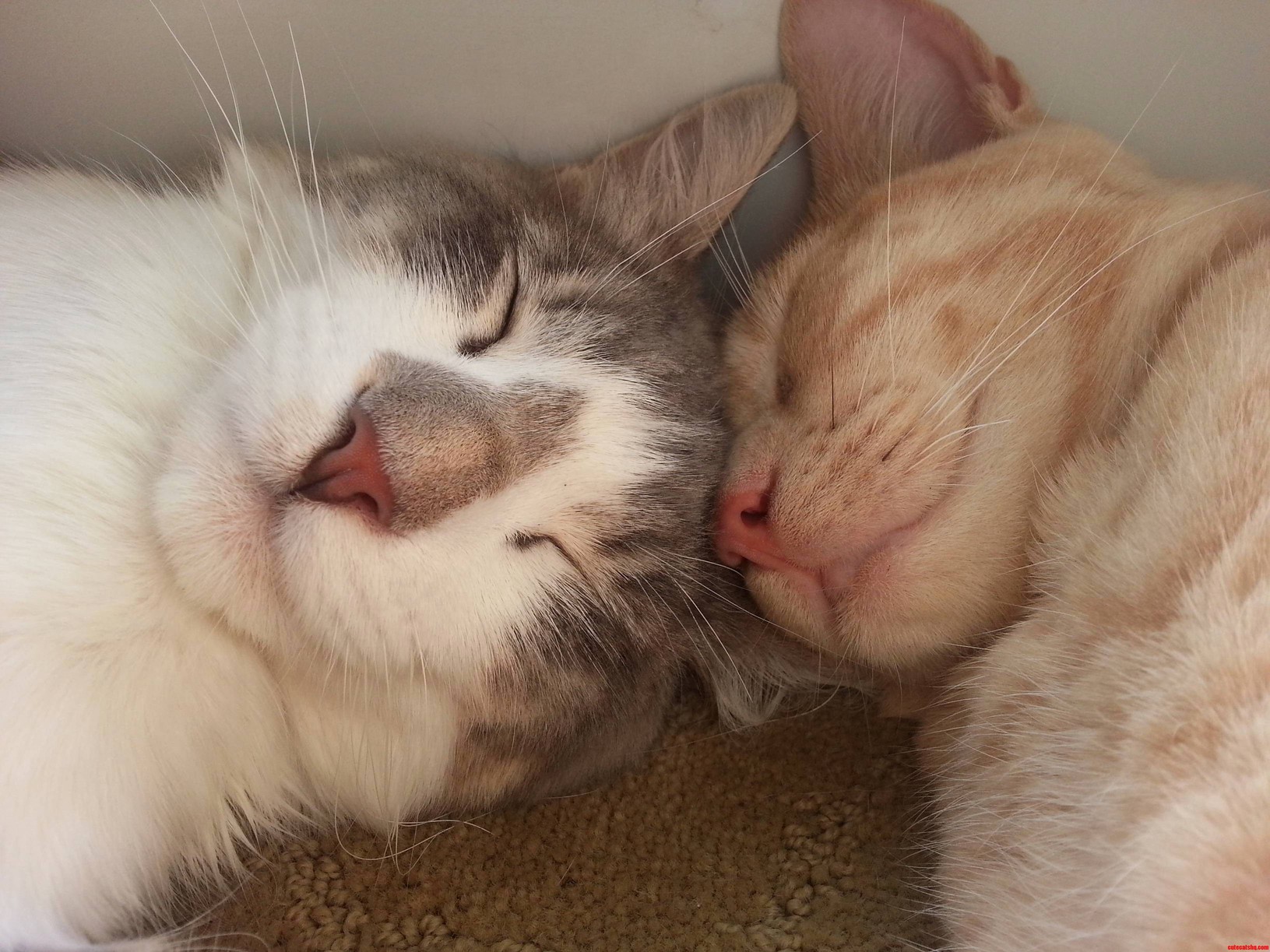 I Love My Boys.