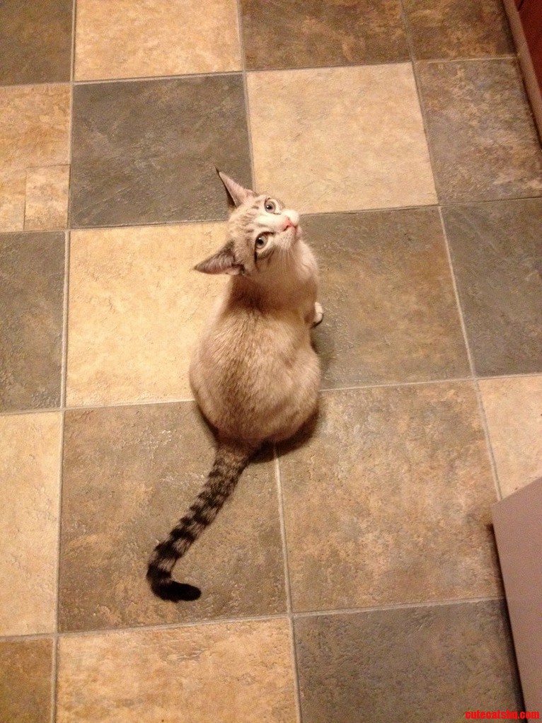 I Met the Most Beautiful Cat Today. This Is Pancake.