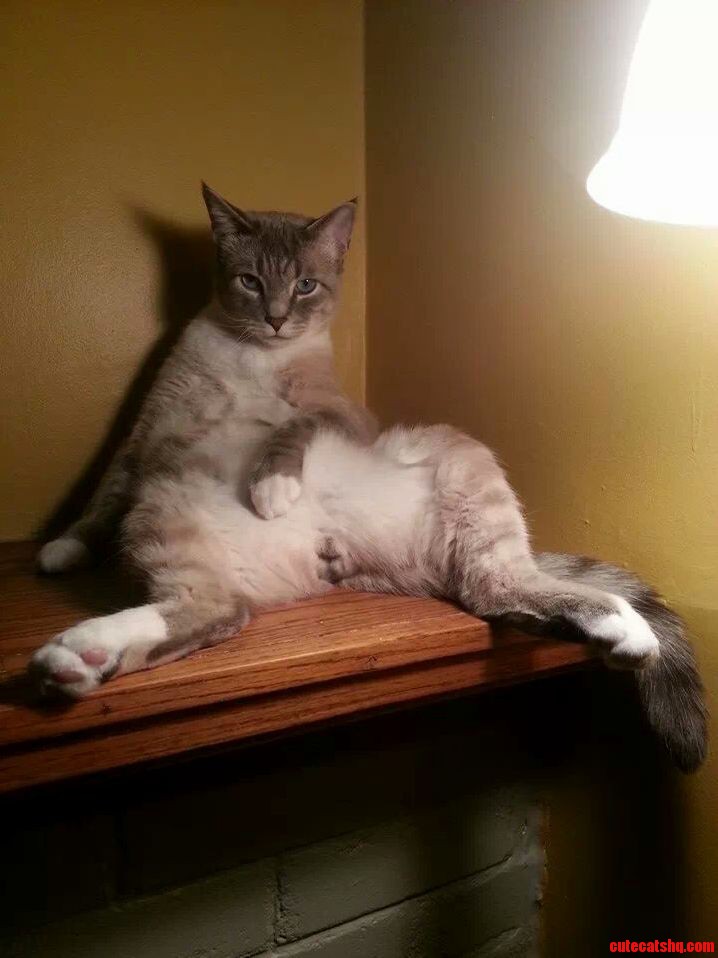 I Own the Classiest Cat Around.