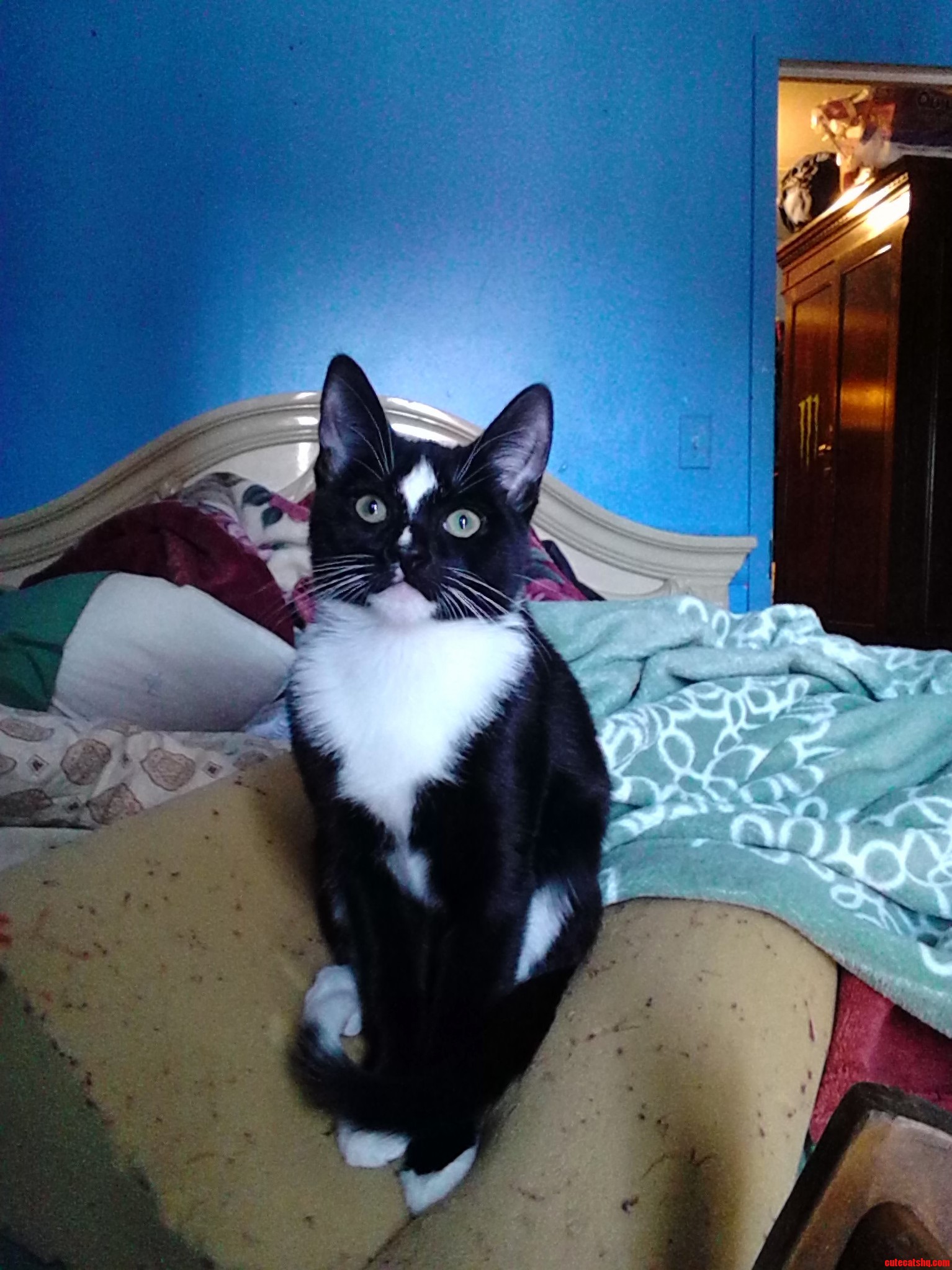 I Present to You My Cat Oreo