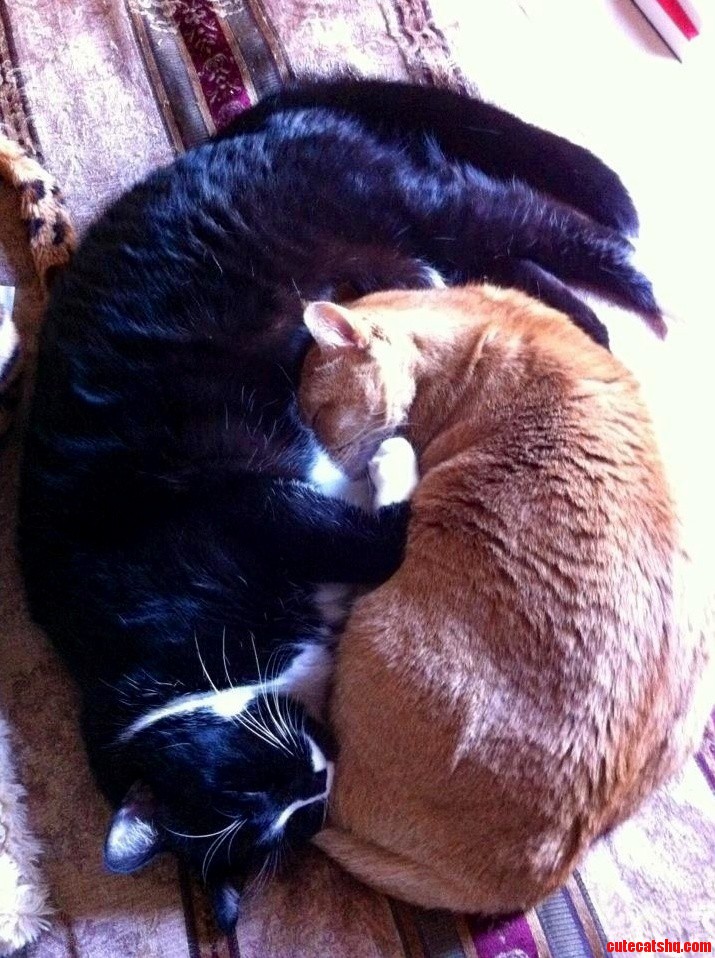 I See Your Cuddling Kitties and Raise You Cuddling Kitties Practicing Chinese Philosophy