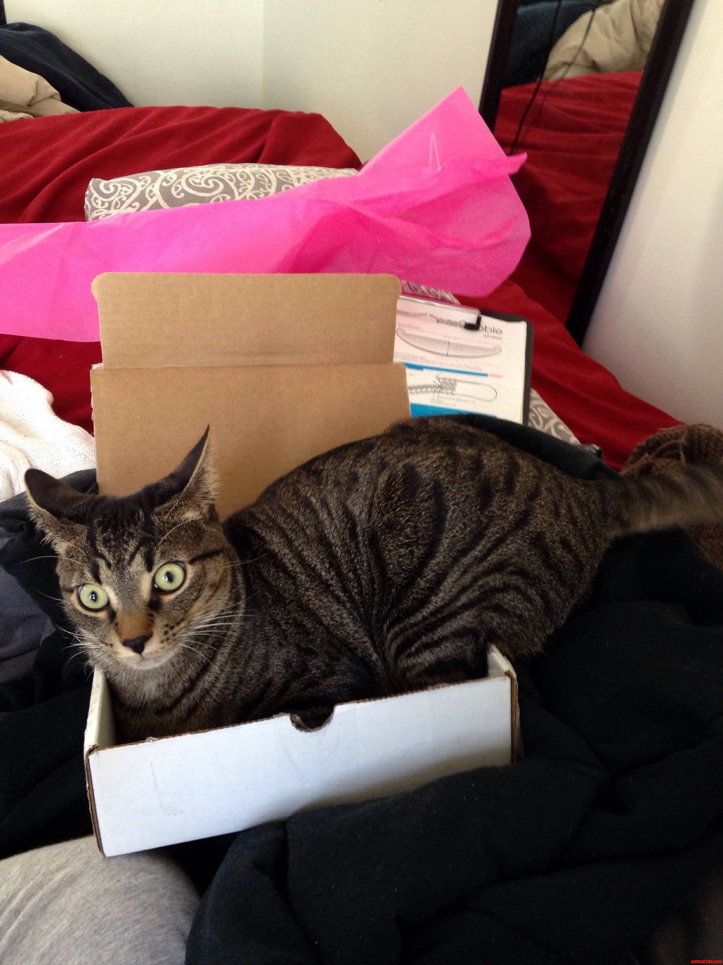 I Swear I Fits