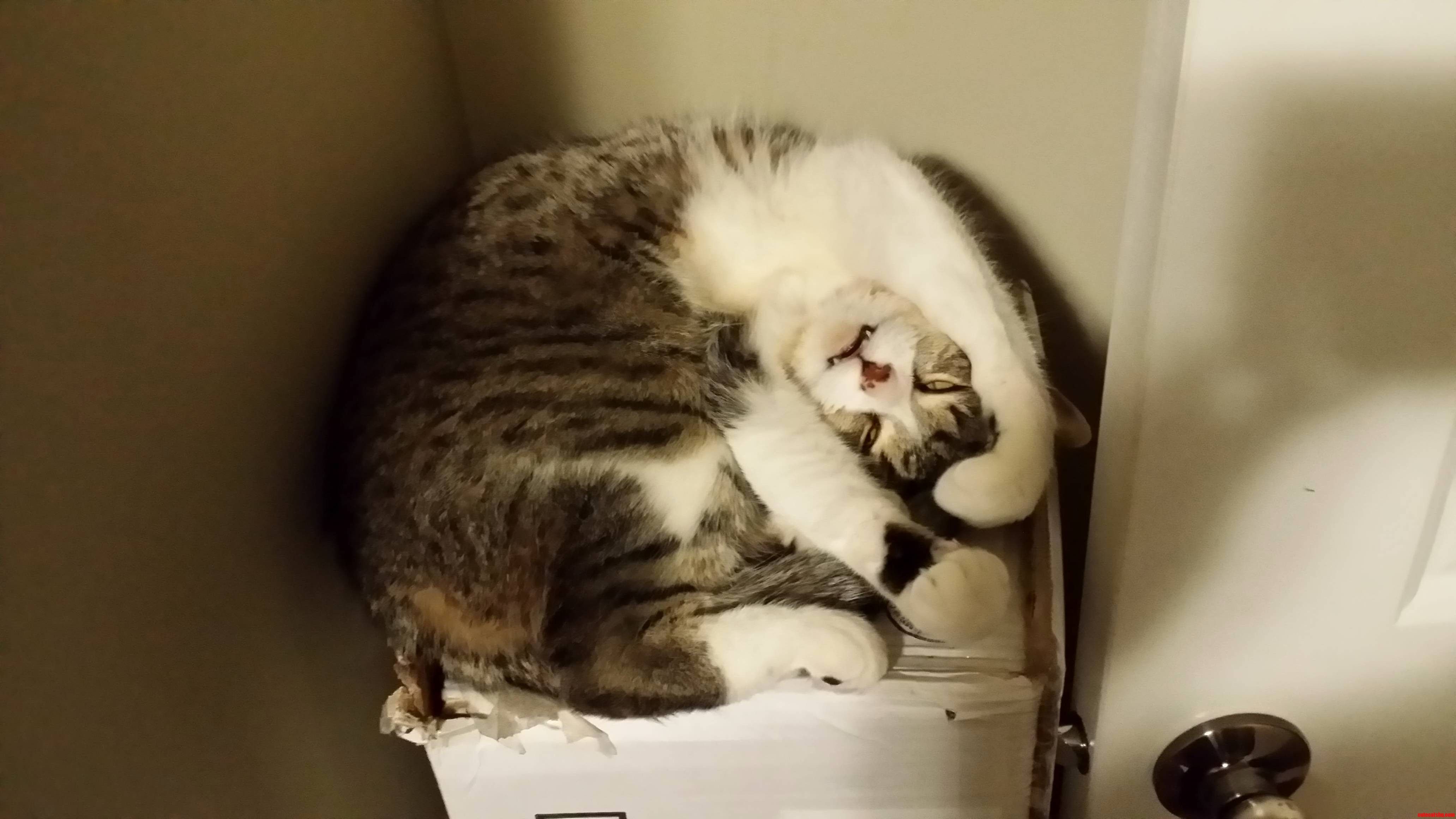 I Think My Cat Is Broken.