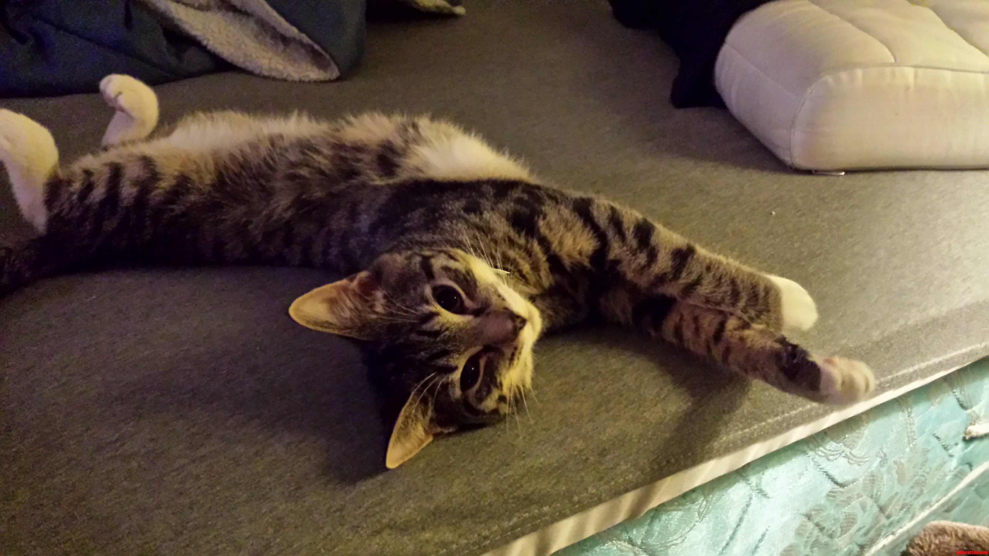 I Think My Cat Tries to Be Adorable on Purpose