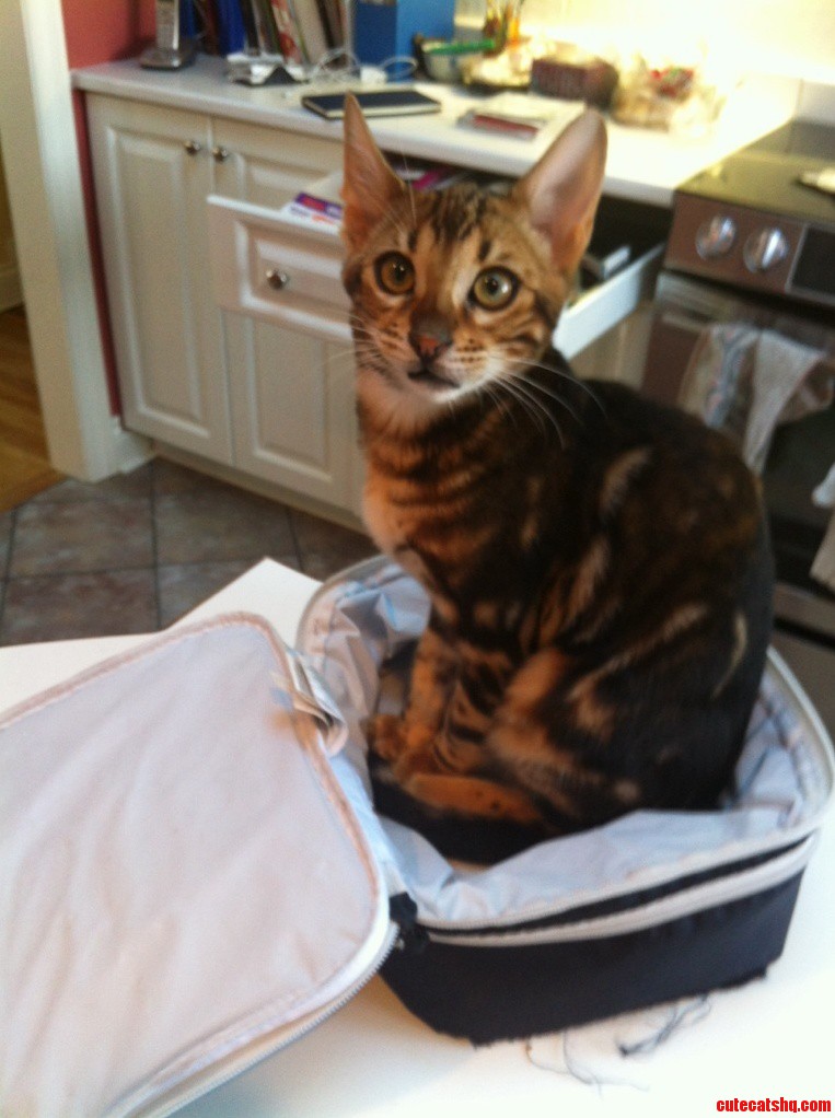 I Was Trying to Pack My Lunch Today and I Turn Around and See This...