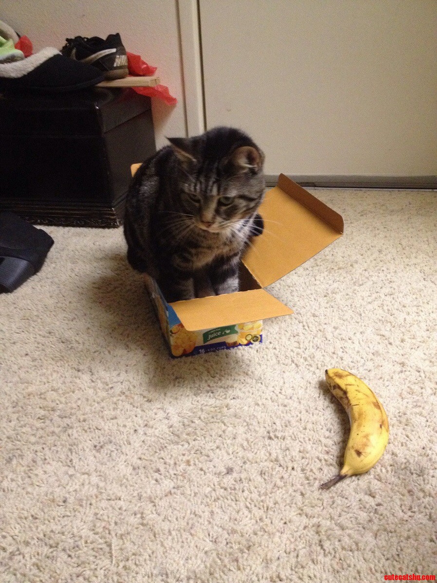 If I Fits I Sits. Banana for Scale.