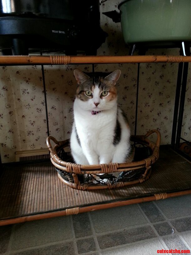 If I Fits I Sits