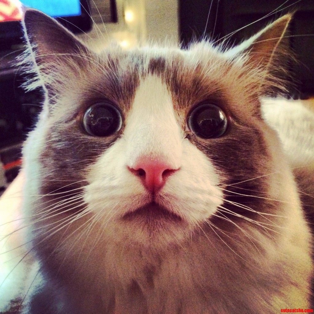Im Cat Sitting. He Just Met the Dog.
