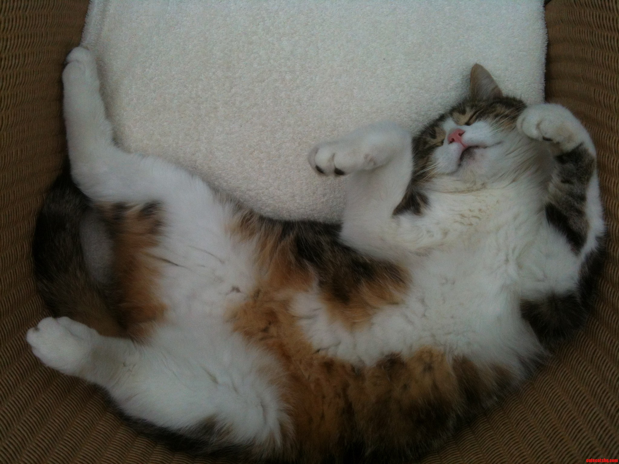 Im New Here and Just Wanted to Present You My Cat Pebito