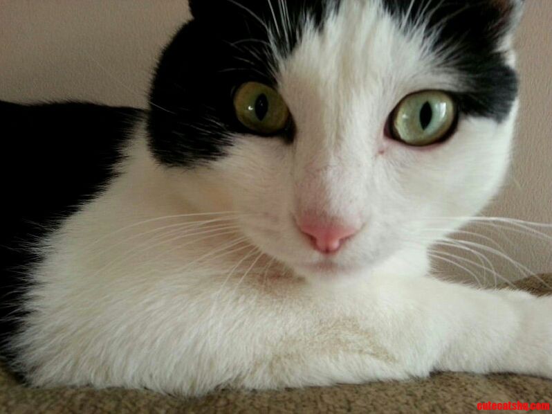 Im Pretty Sure Hes Plotting Against Me