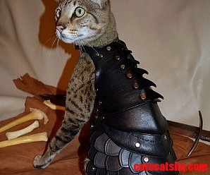 Introducing the Cat Battle Suit