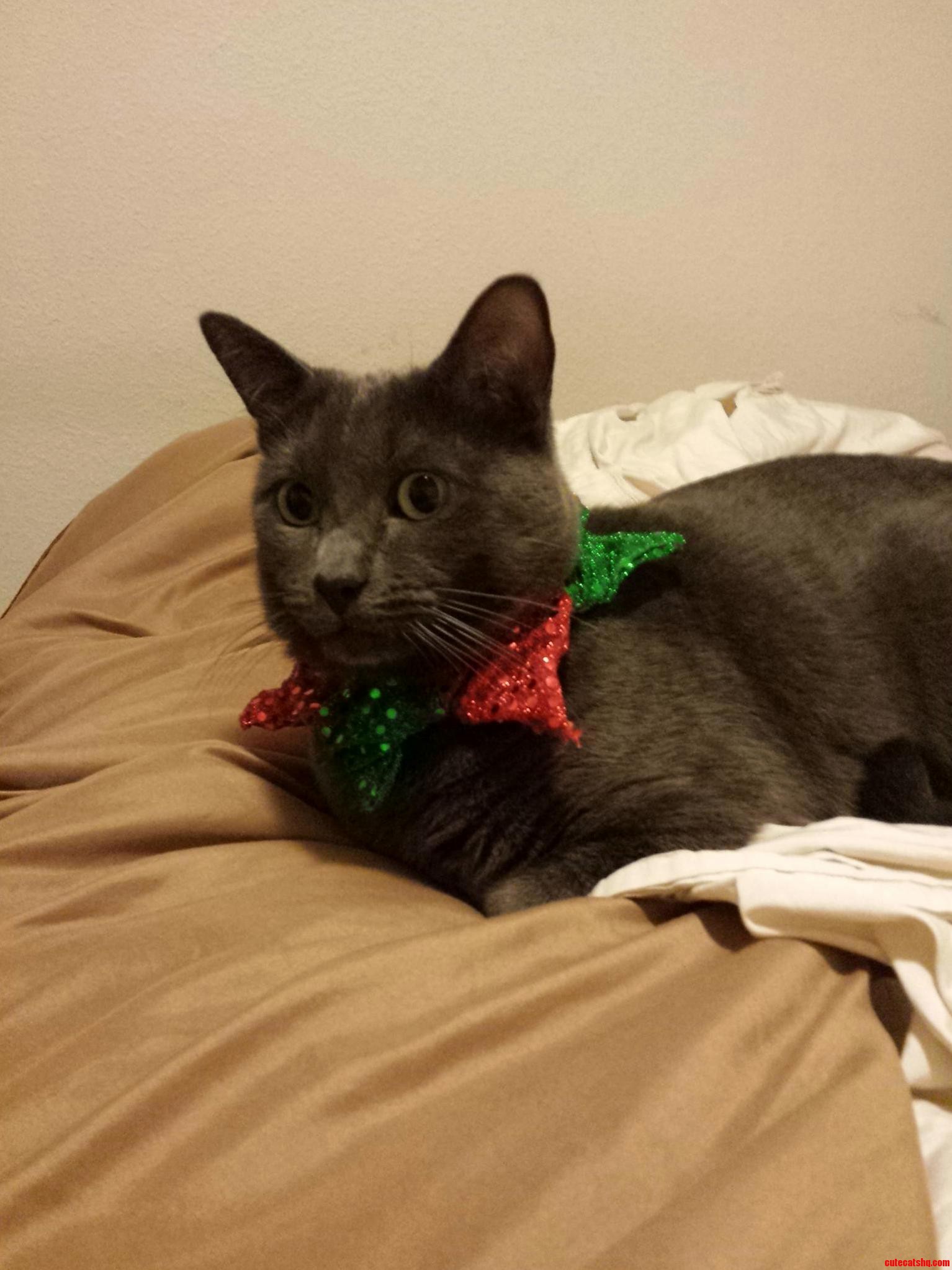 Its Never to Late for a Little Holiday Spirit.