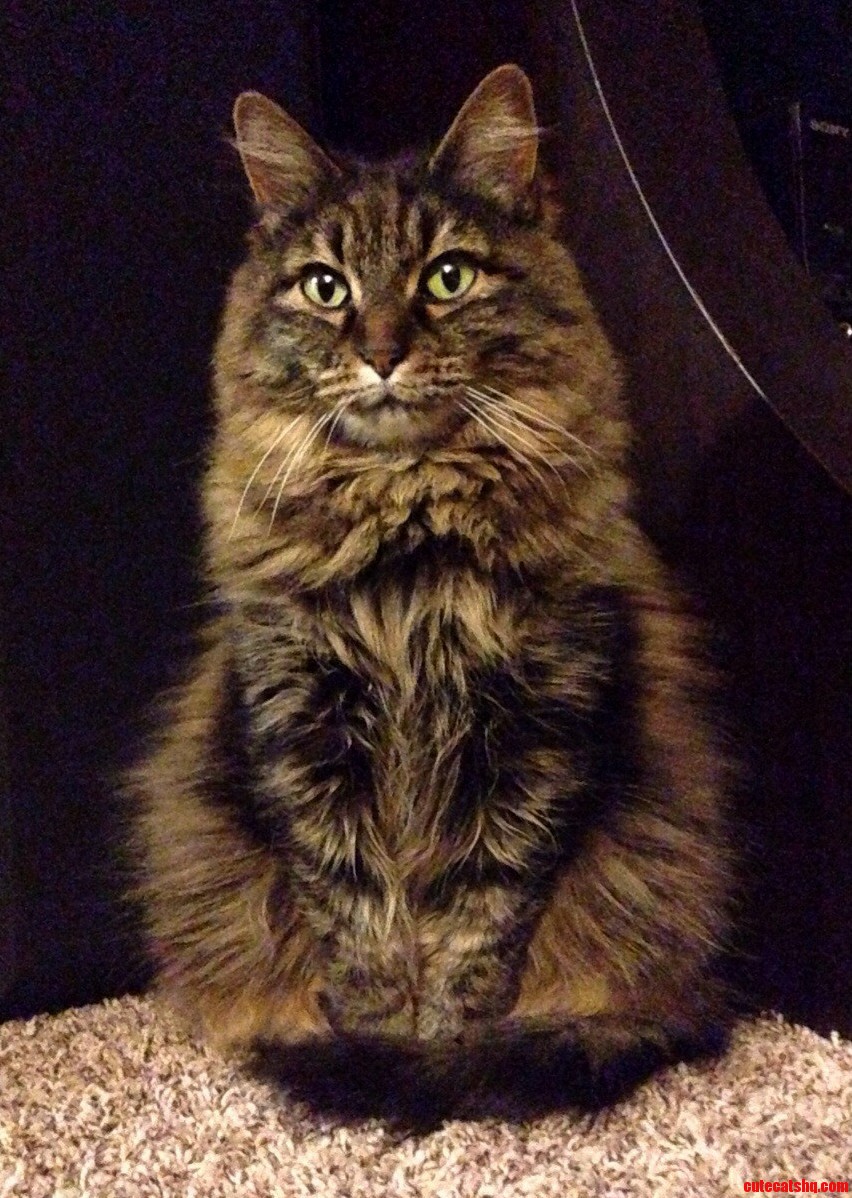 Izzy Busts Out the Extra Fluff on Cold Nights.