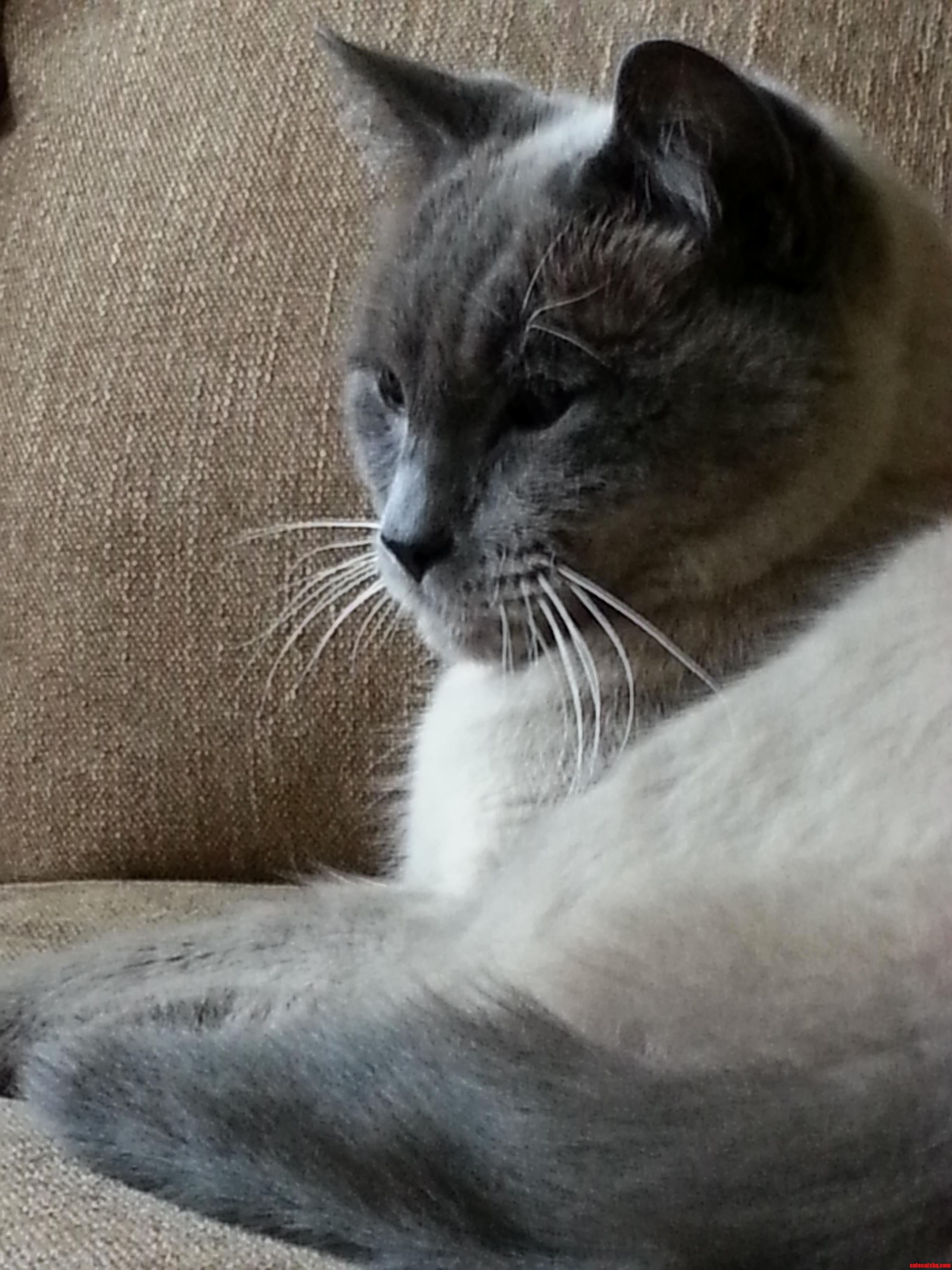 Jasper