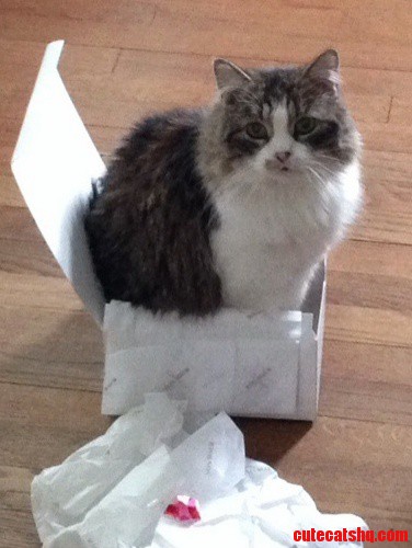 Joey Loves His Box.