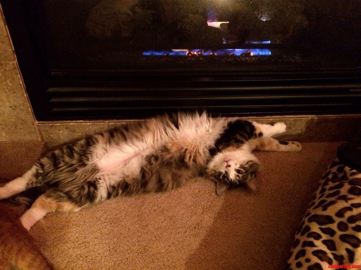 Jojo Loves the Fireplace on a Cold Winters Night...