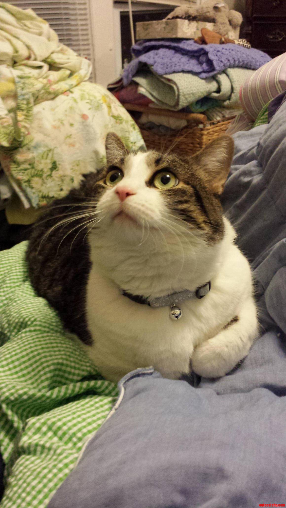 Just Adopted This Beautiful 8 Year Old Girl This Past Monday. We Already Love Her