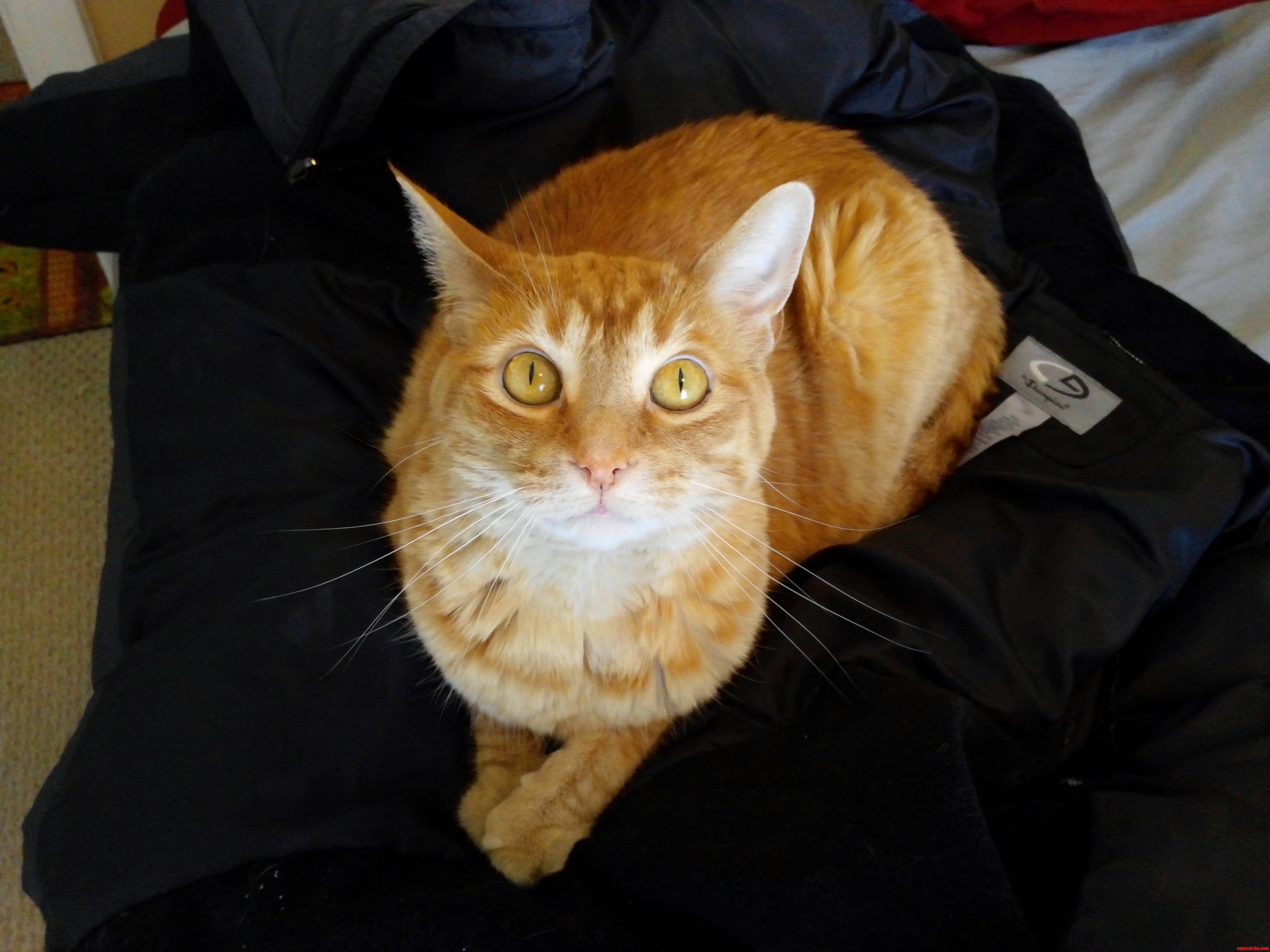 Just My Cat