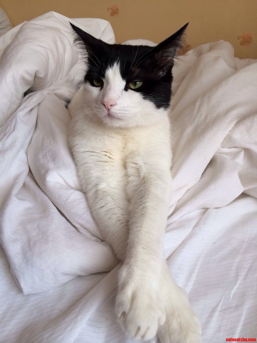 Just My Wifes Cat