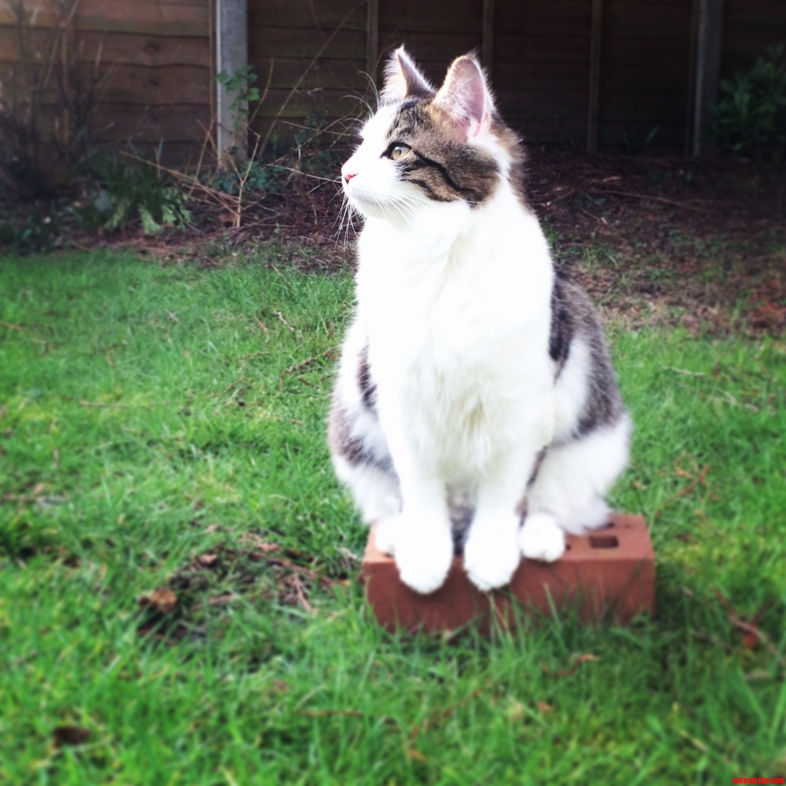 Just Sitting on a Brick...