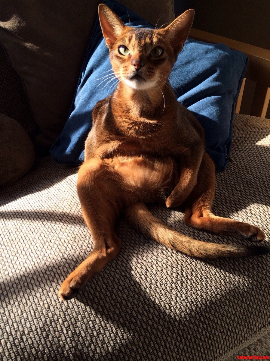 Kangaroo or Cat