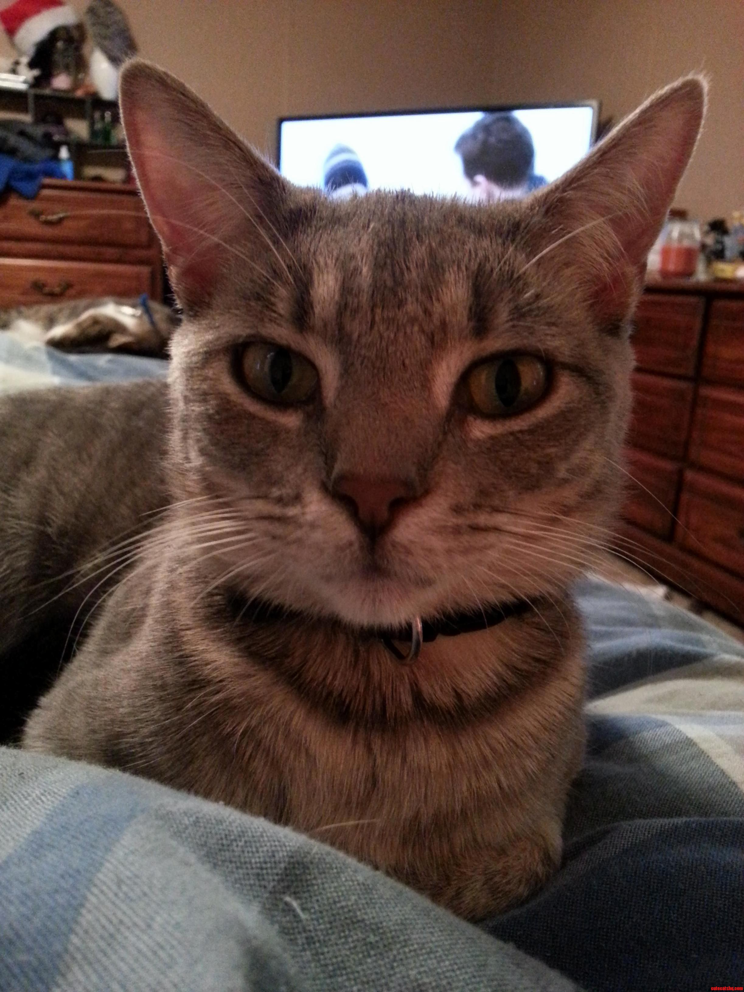 Kitty Cat 3