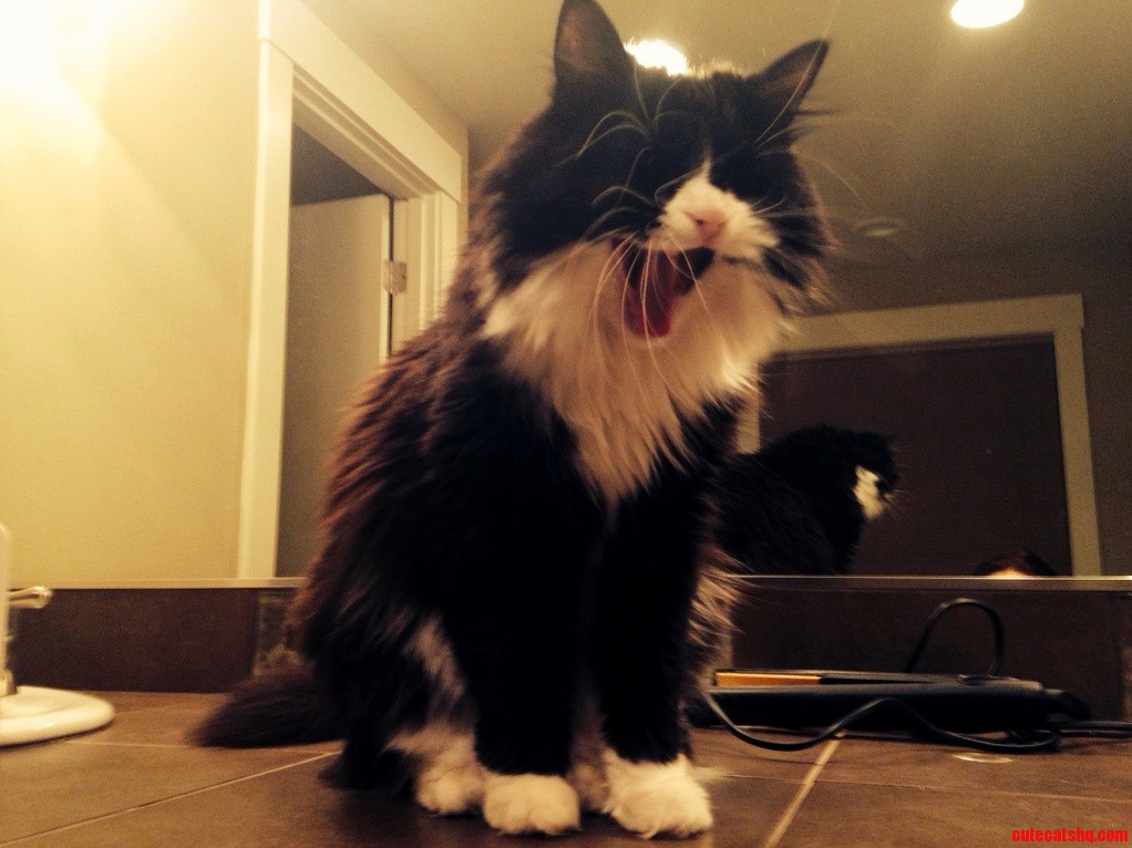 Kitty Doesnt Like Mornings..