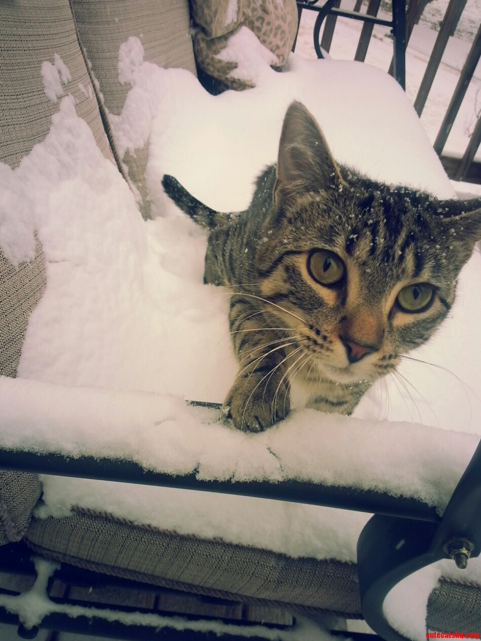 Kitty Loves the Snow.