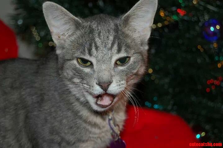 Kitty Might Be Drunk.. or Possessed.