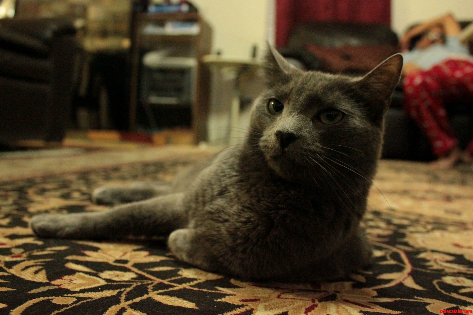 Like Father Like Cat.