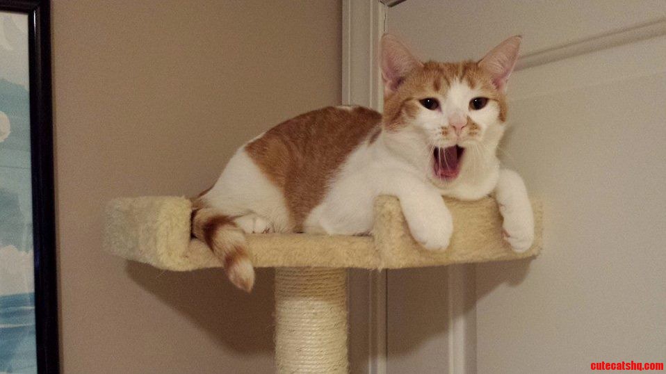 Lion Roar