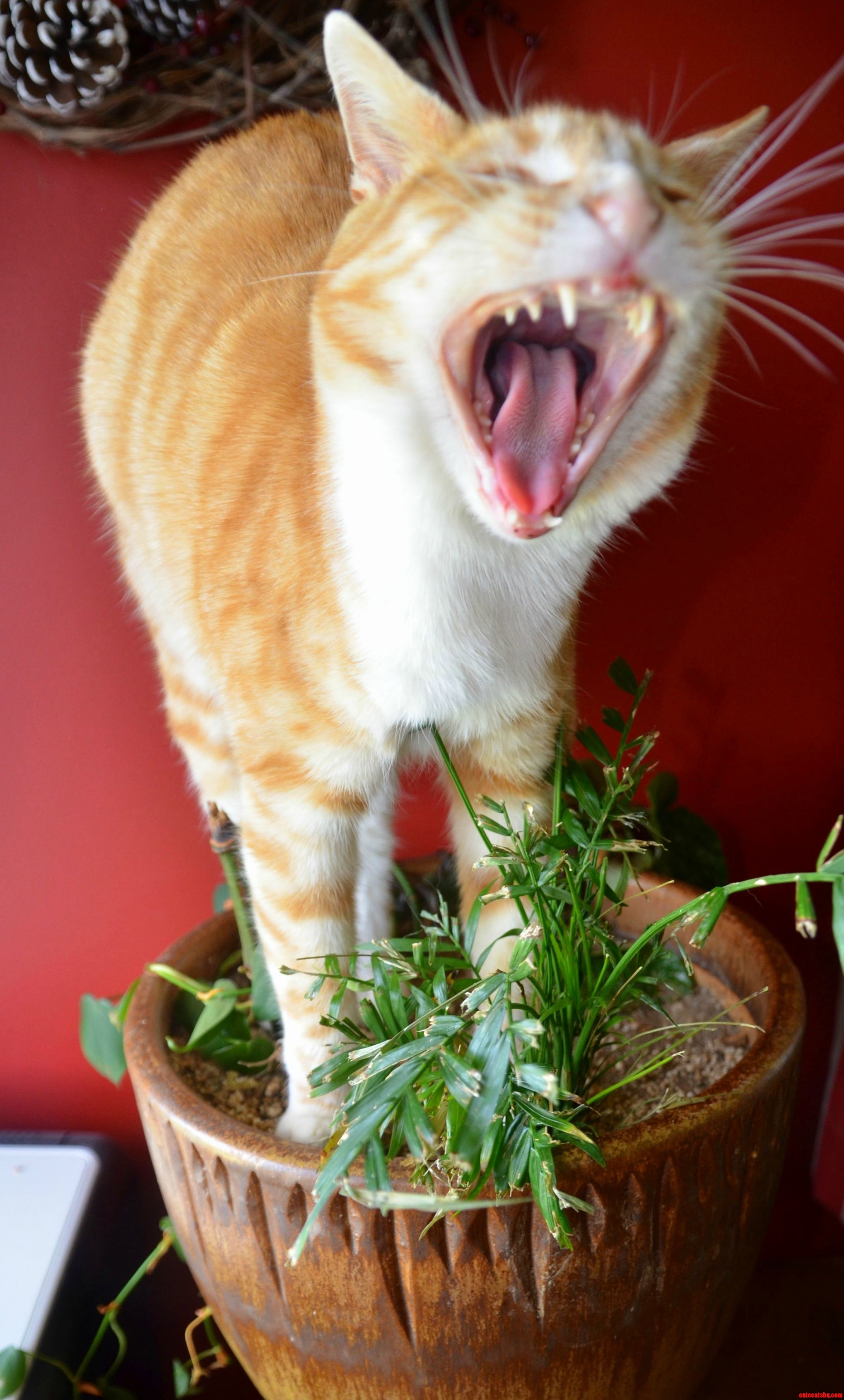 Little Miss Sunshine Doing Her Venus Flytrap Impression.