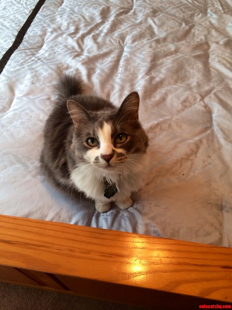 Looks Like Ive Adopted This Beauty. Meet Kira