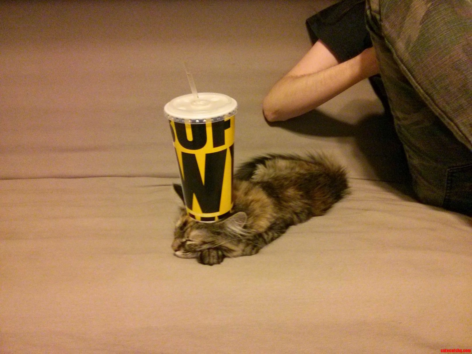 Lucyfurr Now Functioning As a Drink Holder.
