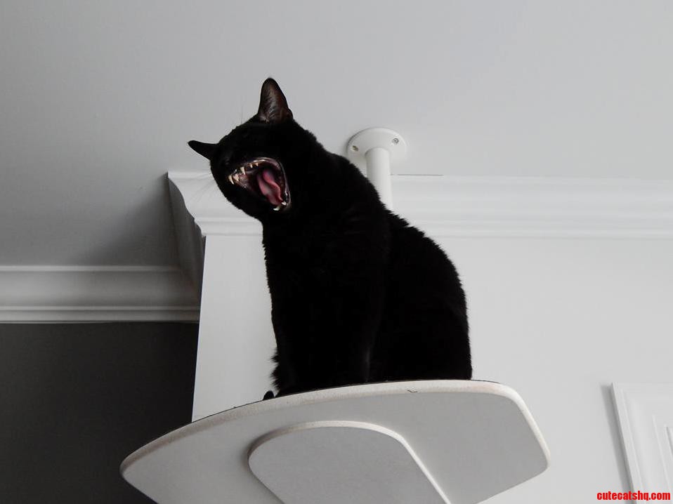 Magic the Ferocious Yawning Kitty
