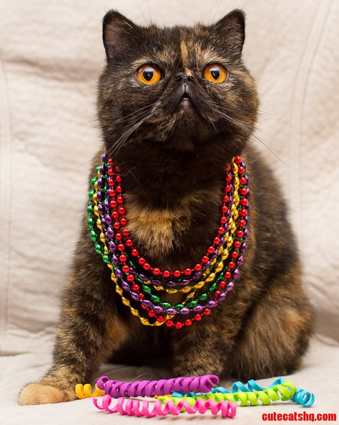 Mardi Gras Cats