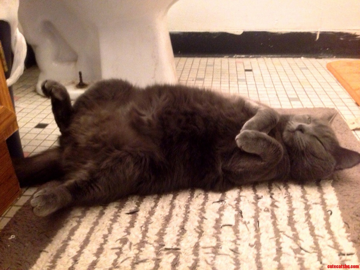 Meet Amun-ra. Bathroom Naps Are Kind of Her Thing.