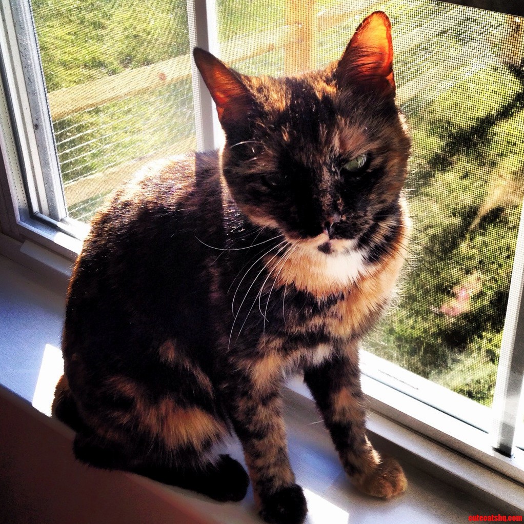 Meet Emma the Stray We Found with No Tail.