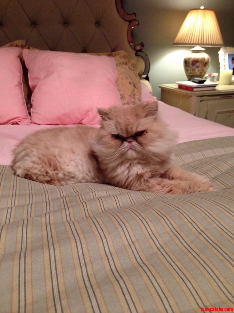Meet Mr. Sassy aka Wilford Brimley. Please Love Me C