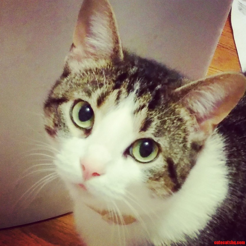 Meet My Baby Moushie 3