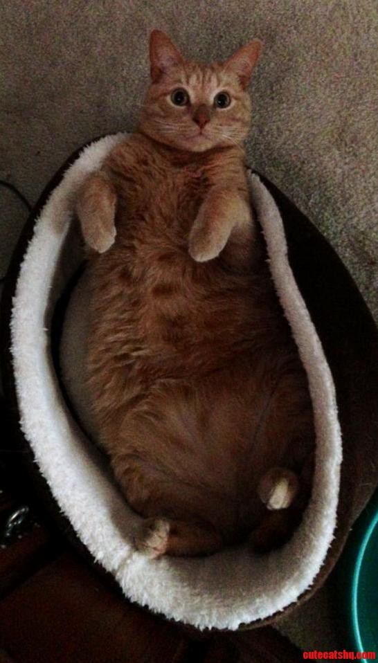 Meet My Cat Twinkie He Loves to Sleep Like This 3