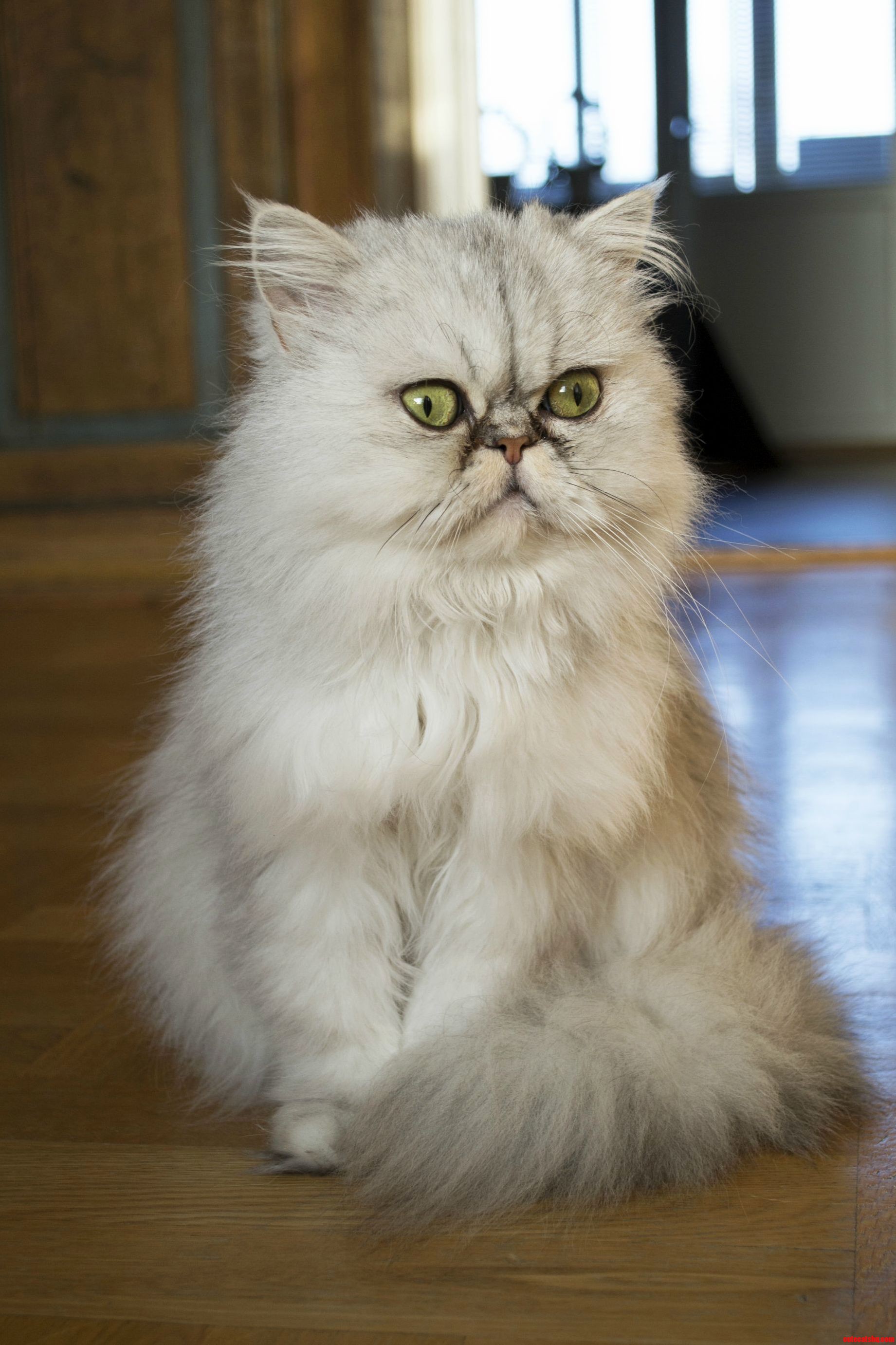 Meet My Persian Bellatrix Lestrange.