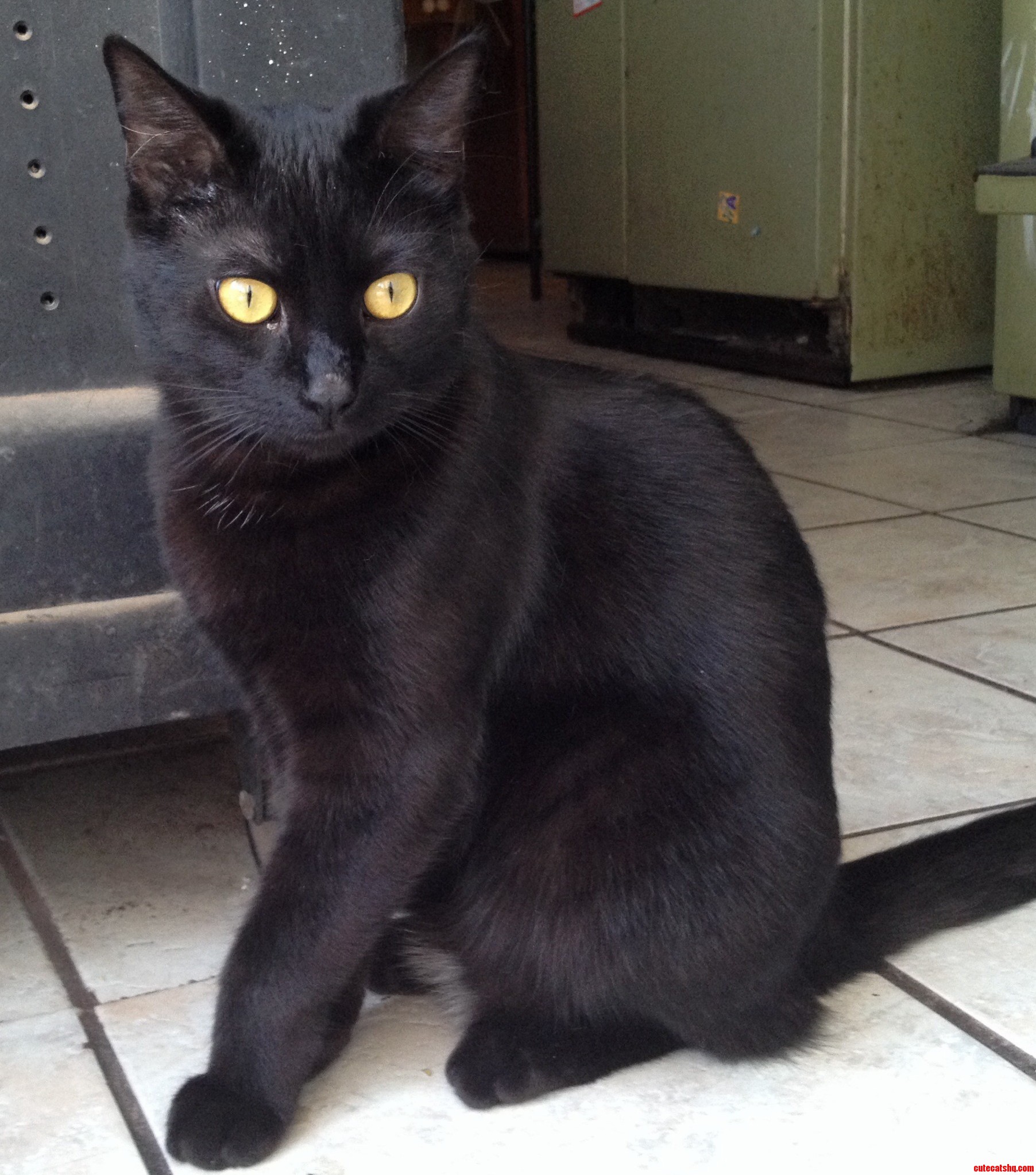 Meet Ronnie