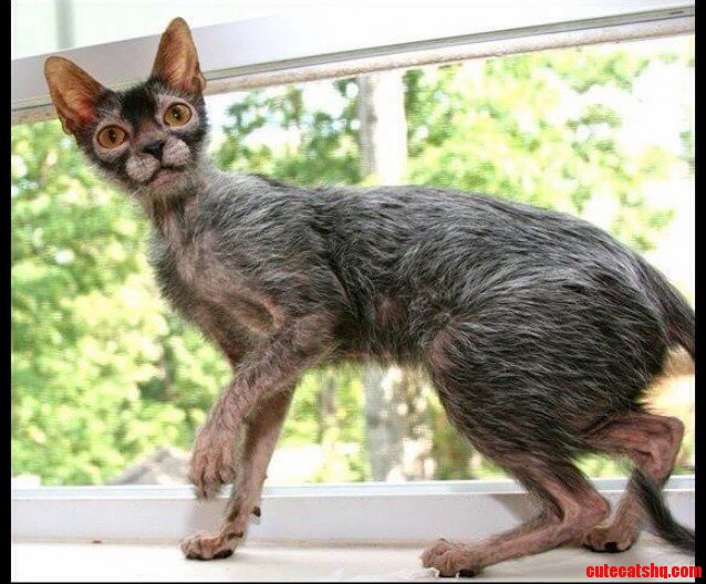 Meet the Lykoi aka the Werewolf Cat.