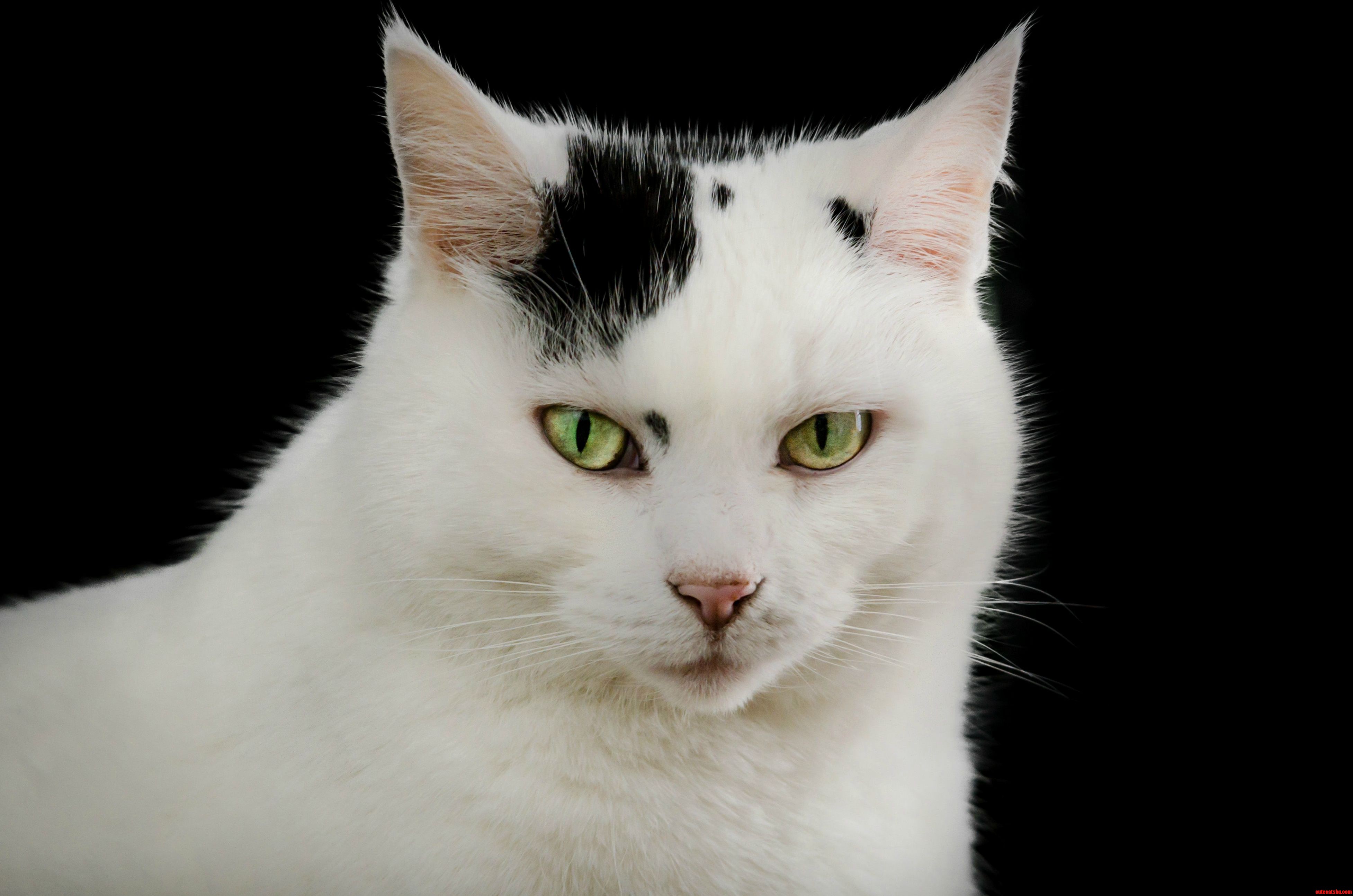 Meet Tjfattyfatty Fat Fatcow Kitty