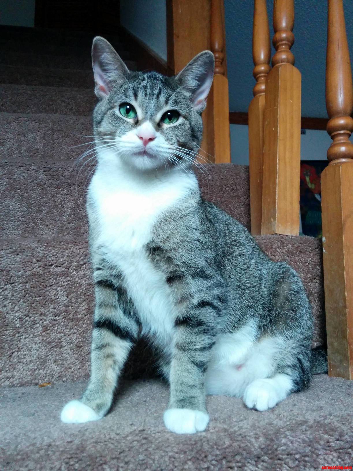 Meet Twinkles