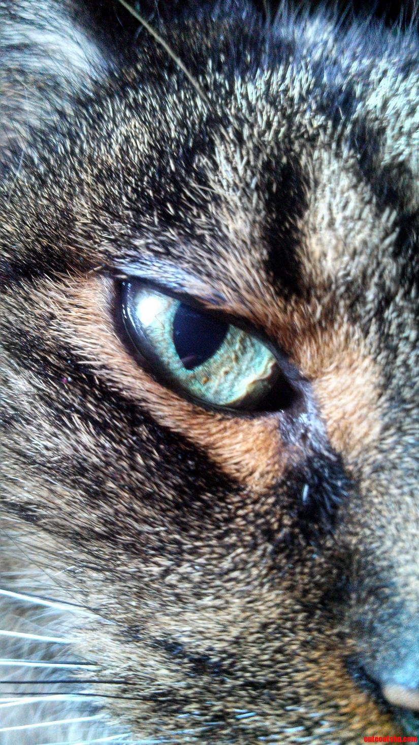 Meow