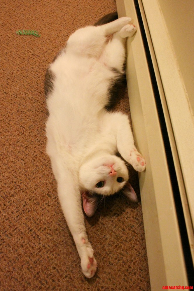 Monti Basking in the Warmth of the Baseboard Heater.