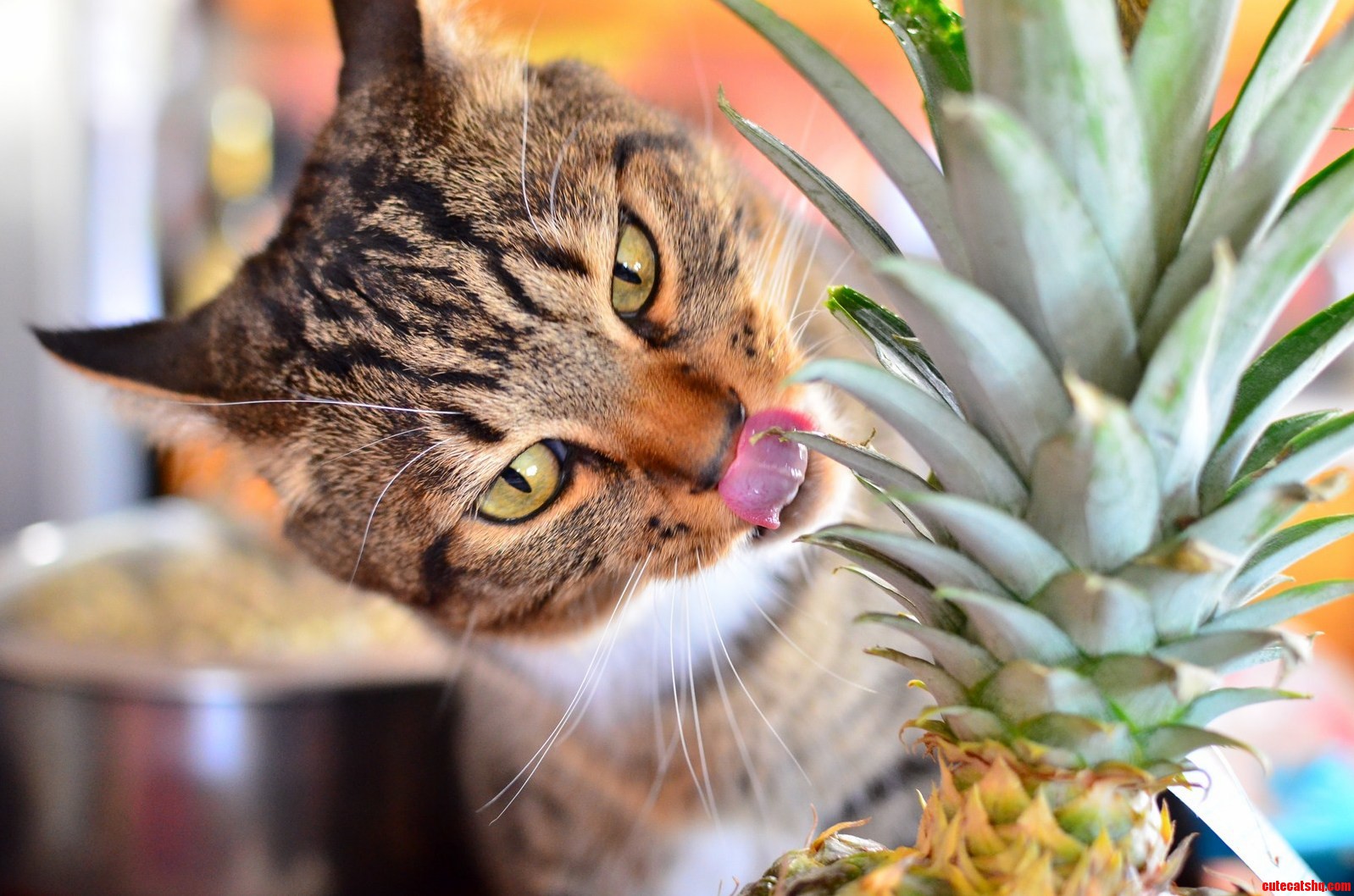Mr Photogenic Pineapple Eater...