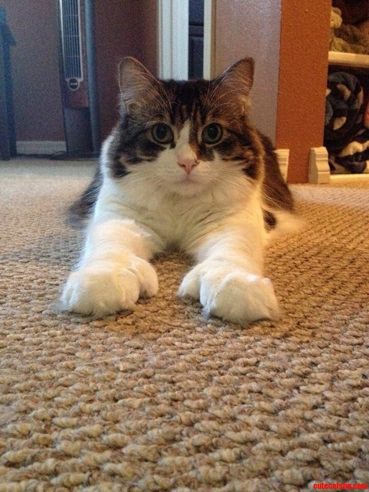 Mr. Chow and His Awesome Paws